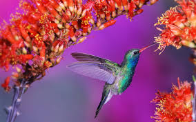Aesthetic flower wallpapers for free download. Animals Hd Wallpapers For Windows 8 Free Download Birds Wallpaper Hd Beautiful Bird Wallpaper Hummingbird Pictures