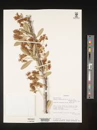 Image result for Boscia salicifolia