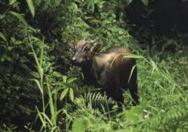 the descriptive text of anoa full description of anoa anoa s habitat anoa s prey anoa s nest anoa s pictures anoa s multiply anoa s life anoa s test anoa s mating anoa s typical anoa s body teks deskriptif tentang the descriptive text of anoa full