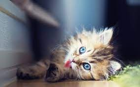 Sunlight On The Face Of A Kitten Cute Pretty Baby Cat Kitten Sunlight Hd Wallpaper Peakpx