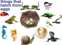 Things That Hatch From Eggs Bird Eggs Oviparous Animals Spring Preschool Activities