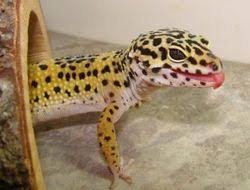 What can i do with coingecko candies? Leopard Gecko Facts For Kids