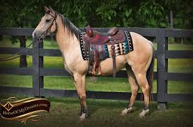 He was ancient (in his 30's when i was born and over 40 when he died) and lived out at pasture. Buttermilk Buckskin Quarter Horse For Sale 023 Prince Aqha Buttermilk Buckskin Quarter Horse Gelding For Sale Horse Of My Dreams This Mare Is Absolutely Gorgeous In Beautiful Buttermilk Colo