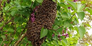 Check spelling or type a new query. Destruction D Un Nid De Guepes Ou Essaim D Abeilles Bonne Ou Mauvaise Idee