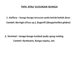 Contoh gambar bunga mawar hitam putih dalam sebuah. Dianggap Sebagai Ranting Dengan Daun Daun Yang Berubah Fungsi Ppt Download