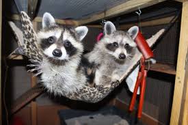 3 things not to do when baby raccoons are inside the chimney when it comes raccoon problems, having one inside your chimney is one of the best scenarios. Beach Couple Wants To Help Orphaned Raccoons Back To The Wild Williamsburg Yorktown Daily