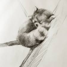 Draw two circles for the eyes and a small triangle for the nose. Illustration Redpanda Panda Animal Pet Art Drawing Sketch Baby Cozy Sleep Sleepyhead Sleppy Goodnight Panda Drawing Red Panda Drawing Red Panda