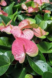 Anthurium Usa By Lisa S Engelbrecht Anthurium Anthurium Flower Anthurium Bouquet