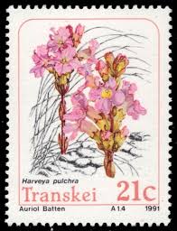 Image result for Harveya