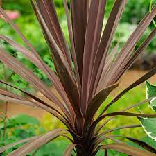 Veronica, flower, speedwell, white, petals, perennial, spike. Giant Dracaena Finegardening