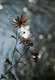 Flower Flowers Nature Flowers Photography Nature Photography