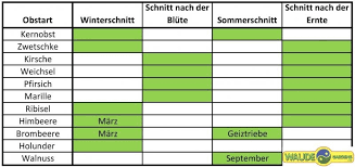 Im frühling durch die blüte, im sommer als schattenspender. Obstbaumschnitt