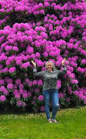Image result for Rhododendron