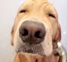 ひとっ風呂浴びる親父みたいな顔 してる シャワー大好き犬の表情が最高 いぬのきもちweb magazine 犬 犬 画像 いぬ