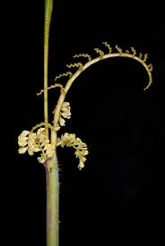 Image result for Calamus deerratus