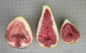 Résultat de recherche d'images pour "brunswick fig leaf and fruit"