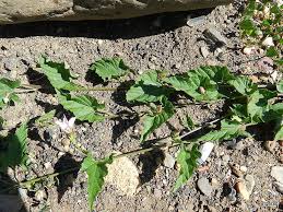 Image result for Convolvulus farinosus