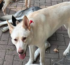 Found near Harris Road in Ferndale. She is the sweetest girl so I'm  thinking she belongs to someone. My father heard her crying outside of his  factory and of course he felt