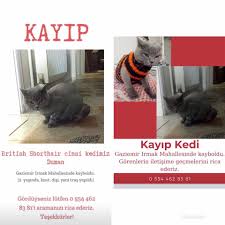Izmir Ucretsiz Hayvan Sahiplendirme Public Group Facebook