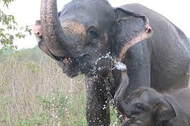 • (5) kumpulan biografi tokoh terkenal pahlawan, bahasa sunda! Mengenal Gajah Sumatera Elephas Maximus Sumatranus Bbtnbbs