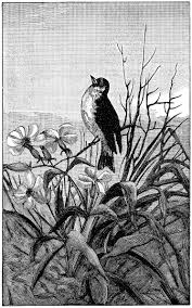 Black And White Printable Bird Pictures Bird On Flowering Branch Free Vintage Clip Art Art Clip Art Vintage Bird Illustration