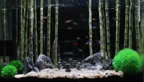 Lucky Bamboo Dracaena Aquarium Aquarium Fish Tank Aquascape Design Fresh Water Fish Tank