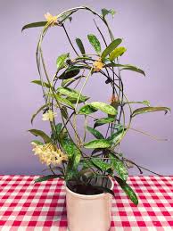 Image result for Hyparrhenia griffithii