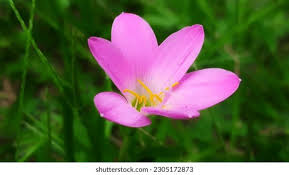 Image result for Zephyranthes minuta