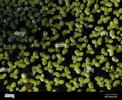 Image result for Lemna aequinoctialis