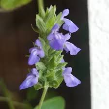 Image result for Salvia hispanica