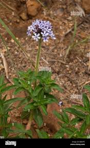 Image result for Pentanisia prunelloides