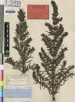 Image result for Anthospermum ammannioides