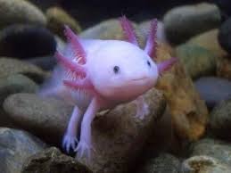 Mexican Walking Fish Are So Cute Give Me One And Ill Love You Cute Endangered Animals Weird Sea Creatures Unusual Animals