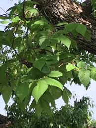 Image result for Ulmaceae