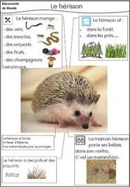 Le Herisson Documentaire Animaux Animaux Documentaire Animalier