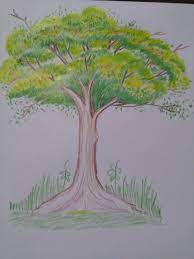 It develops fine motor skills, thinking, and fantasy. Steem Baked Tree Drawing Made With Color Pencil Steemit