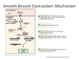 In blood vessel walls and sphincters in gi tract. Smooth Muscle Smooth Muscle A Fusiform Fibers B