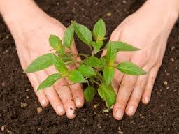 Image result for वृक्ष लागवड काळाची गरज