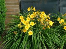 Learn which plants, such as lavender and yarrow, are right for a full sun environment. My Favorite Perennials For The Philadelphia Area Newtown Square Pa From Robert J Kleinberg Landscape Design