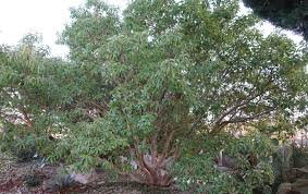 Image result for Andrachne ovalis