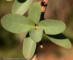 Image result for Securidaca longepedunculata