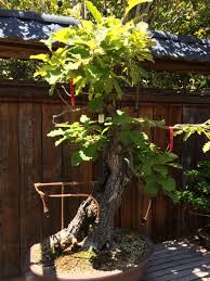 A well designed bonsai garden makes your trees stand out more than anything else. Ribes Fuchsia On Twitter Bonsai Daimyo Oak Tree Given By Japan In 1863 To The Guy Who Was America S Envoy To China Ie Ambassador Bonsai Garden At Lake Merritt Oakland Ca Https T Co Mcucyjtnaz
