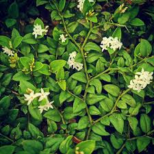 Image result for Carissa bispinosa