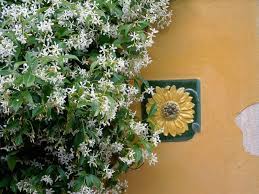The jasmine plant grows from the direction of tip as a climber , but i guess if we trim the tips it will grow in a bush. Jasmine Plant Care How To Grow Jasmine Vines