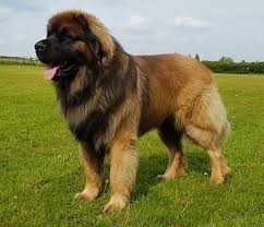 The leonberger is a very large, majestic dog with a characteristic black mask. Lionscourt Leonbergers Puppy Choices