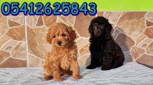 Toy Poodle Yavrulari Oyuncak Kanis Poodle Kopek