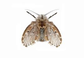 how to get rid of sewer flies get
