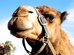 Take a camel to dinner prices, review, price comparison and where to buy online at compare store prices uk for cheap deals. Alice Springs Wikitravel