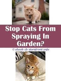 13 Fascinating Feliway Stop Cat Spraying Admirable