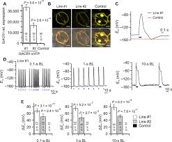 Maybe you would like to learn more about one of these? Optogenetic Control Of The Guard Cell Membrane Potential And Stomatal Movement By The Light Gated Anion Channel Gtacr1 Science Advances